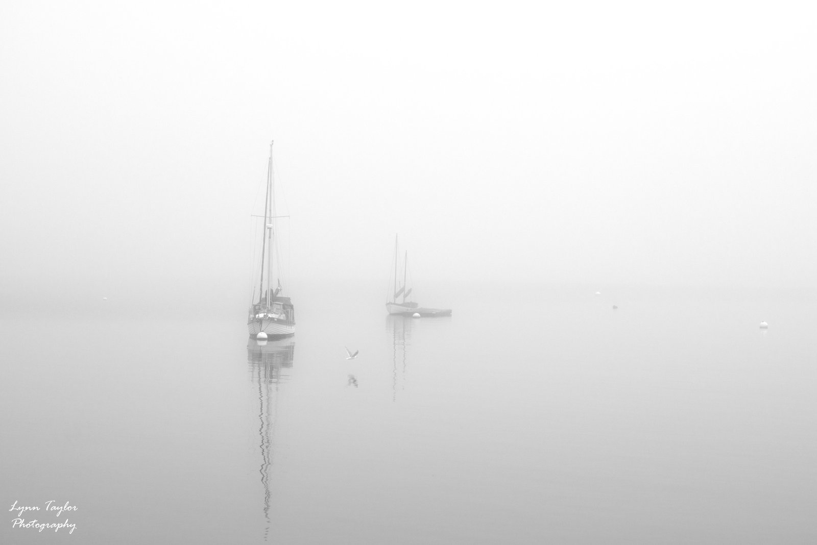 Lopez Island Sailboats in Fog
